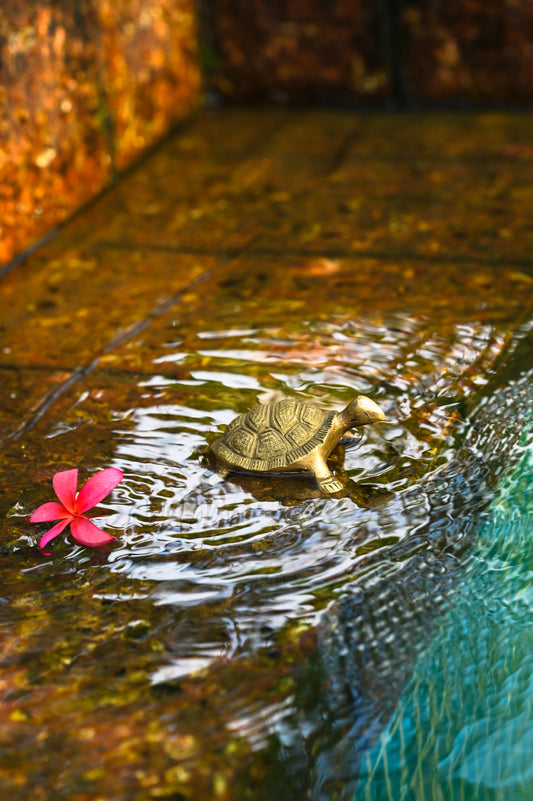 Turtle